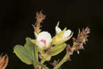 Hairy lespedeza